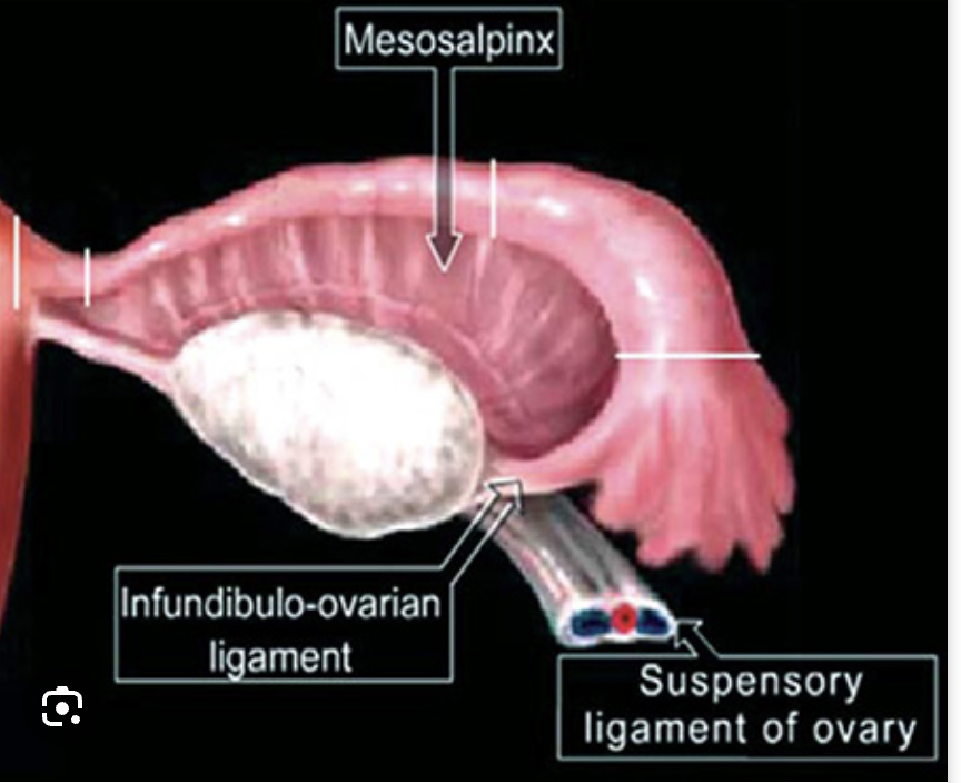 <p>Mechanism of Torsion</p>