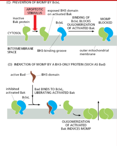 <p>Bcl2 = anti-apoptosis</p>