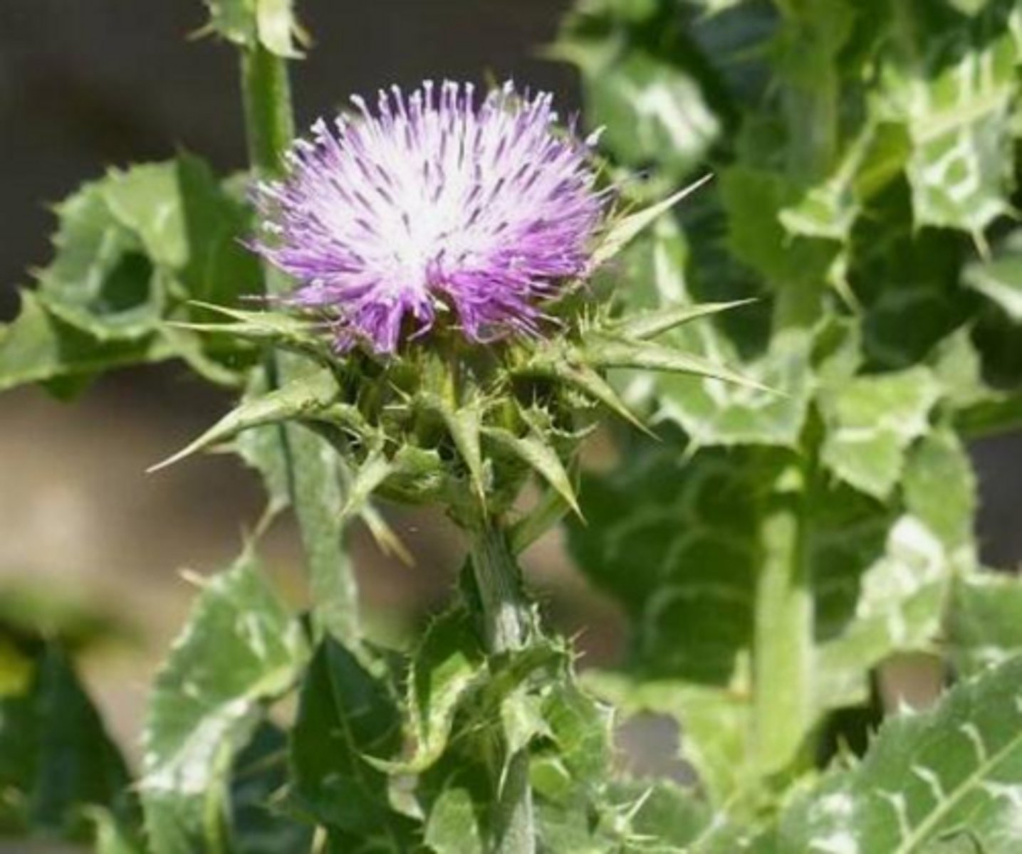 <p>It stabilizes membranes to prevent toxin entry, scavenges free radicals, promotes protein synthesis for regeneration, and provides anti-inflammatory/antifibrotic effects.</p>