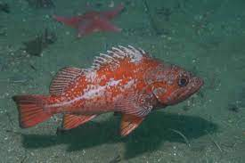 * orange/red with silver patches
* easily confused with canary