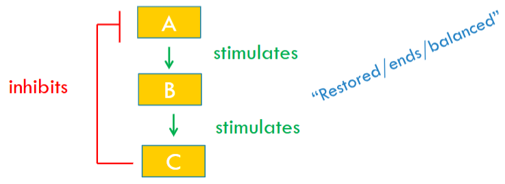 <ul><li><p>It is when the end result shuts off the system.</p></li><li><p>It prevents a change from becoming too large so homeostasis can be maintained.</p></li></ul><p></p>