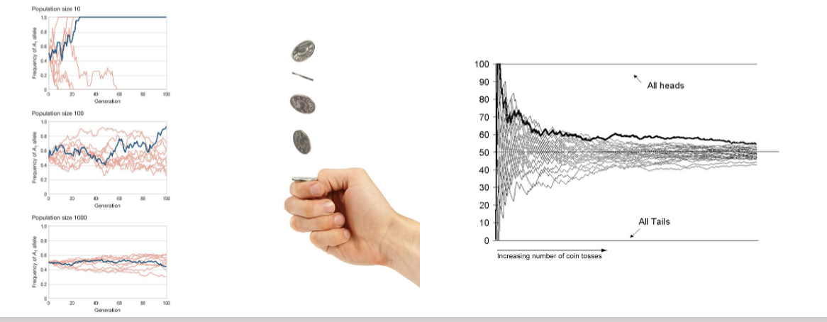 <p><span>-Random fluctuations are larger in smaller populations, </span>as smaller samples have a greater chance of random deviation from predicted results due to the basic laws of probability</p><p>→Outcomes become more consistent when averaging over a larger number of randoms events. This is caused by sampling error, the variability that arises because a small subset of reproducing individuals may not perfectly represent the genetic makeup of the entire ancestral population.</p>