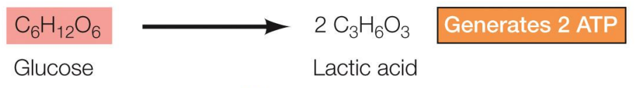 <p>Glucose → lactic acid (generates 2 ATP)</p>