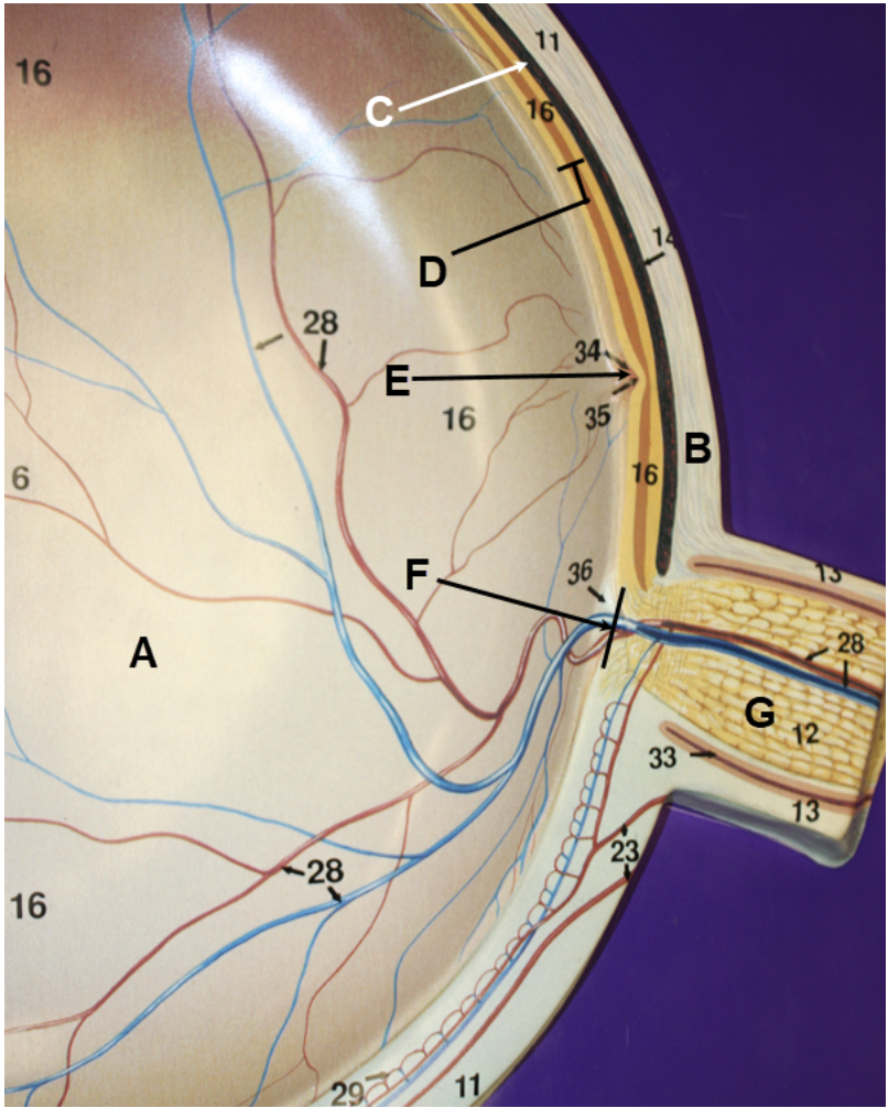 <p><span><span>In the image above, identify space A, structures/parts of the eye wall B-D, and structures E-G.</span></span></p>