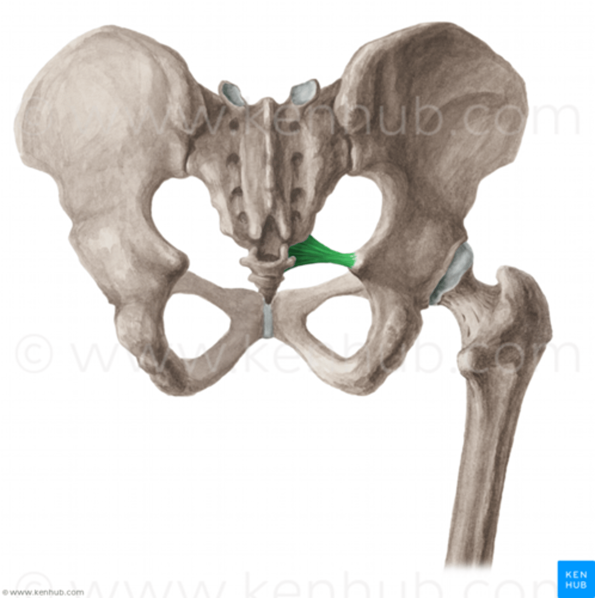 <p>ligament som fäster i sacrum samt spina ischiadica (os ischii)</p>