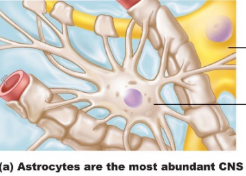<p>astrocytes , oxygen , synapses, synapses </p>