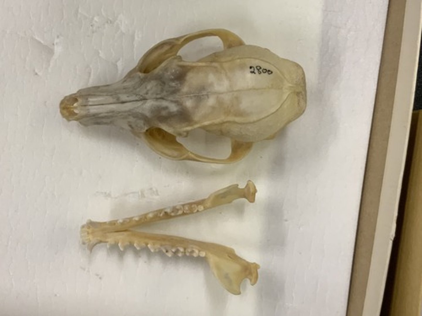 <p>Genus, species</p><p>-lyre (u)-shaped temporal ridges</p><p>-no ridge in mandible</p>