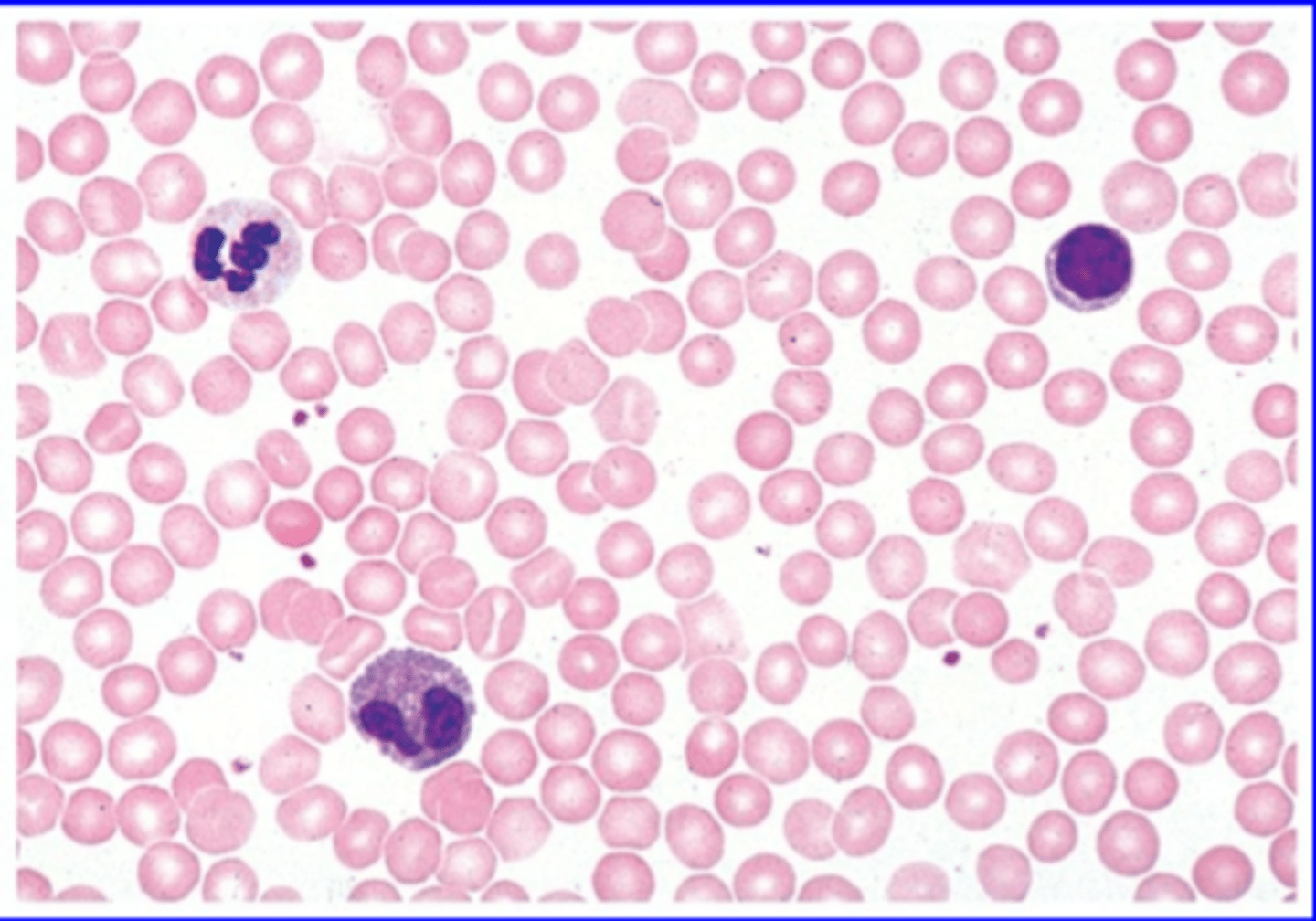 <p>Red and white blood cells found within a fluid matrixcontaining primarily albumin protein. Found within the cardiovascular vessels</p>