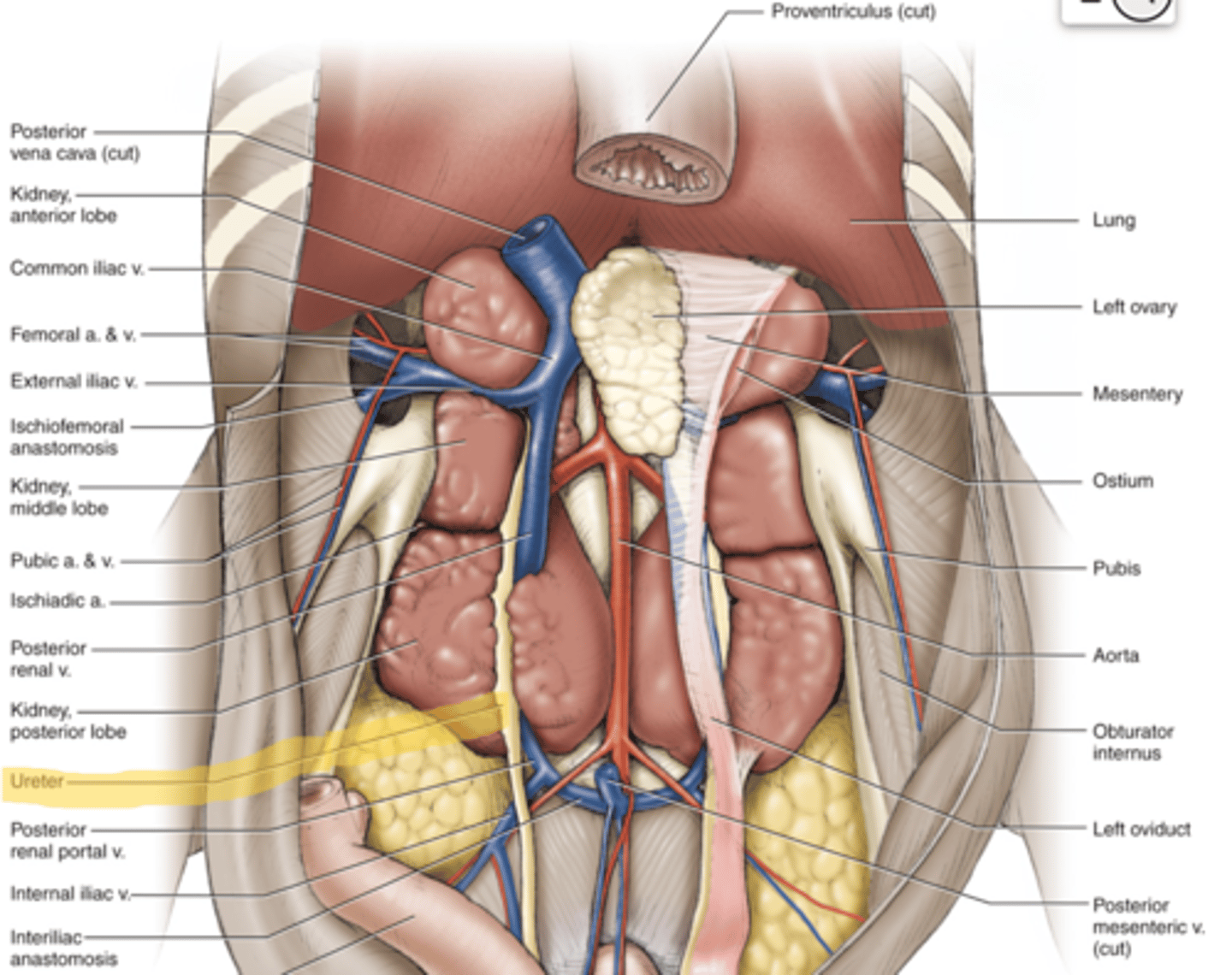knowt flashcard image