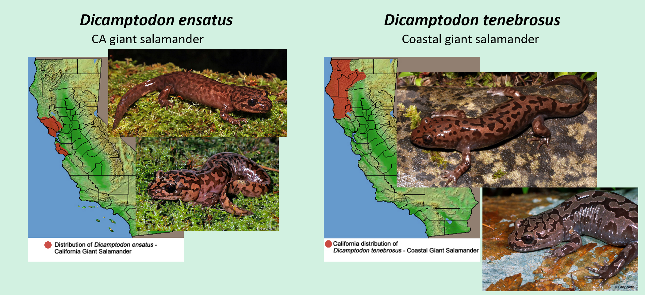 <p><span>Pacific giant salamanders. Large robust salamanders, tan to reddish brown</span><br><span>above with copper to dark brown marbling. Best differentiated based on locality</span></p>