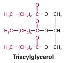 three fatty acids linked to one glycerol molecule