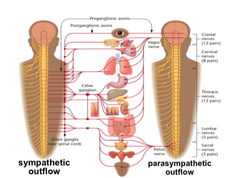 <ul><li><p>AUTONOMIC NERVOUS SYSEM to convert the physiological response occurring during emotional expression</p></li></ul>
