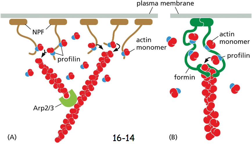<p>Monomer-binding Proteins</p><p>(A) Many nucleation-promoting factors (NPFs) bind profilin, which is bound to actin monomers. NPF activation leads not only to nucleation of branched actin filaments by Arp2/3, but also to elongation of the new filaments.</p><p>(B) Some formin proteins possess whisker-like domains that contain several binding sites for profilin–actin complexes.</p><p>Like NPFs, formin proteins inside the cell are activated to promote actin filament polymerization at membrane surfaces (movie 16-1)</p>