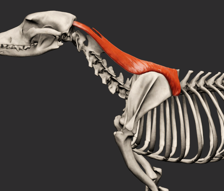 <p>odstup:ligamentum nuchae, ligamentum supraspinale ( axis - VIII. thorakální obratel )</p><p>úpon": mediální část cartilago scapulae</p><p>fce:sval poutá hrudní končetinu ke krku a trupu</p><p>Ca+fe má vyvinutý navíc m.rhomboideus capitis</p><p></p>