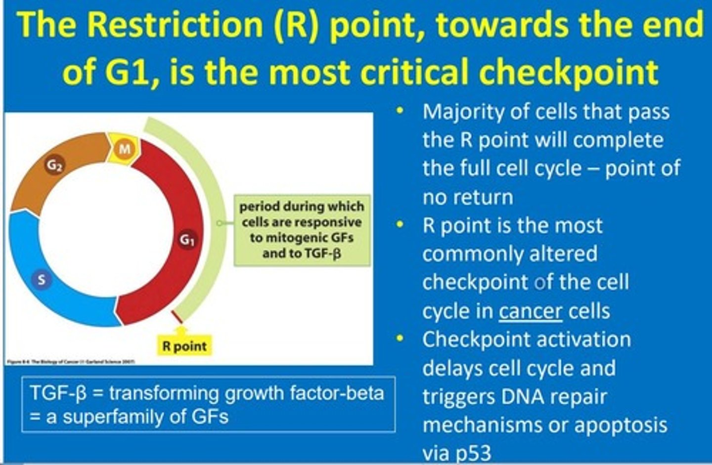 <p>Majority of cells that pass the restriction (R) point at the end of G1 phase of the cell cycle will complete the full cell cycle (this is a point of no return).</p><p>R point is the most commonly altered checkpoint of the cell cycle in cancer cells.</p><p>Checkpoint activation delays cell cycle and triggers DNA repair mechanisms or apoptosis via p53.</p>