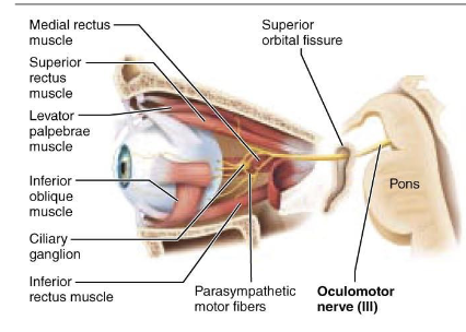 <p>what is the component of <span>Cranial Nerve III – Oculomotor Nerve?</span></p>