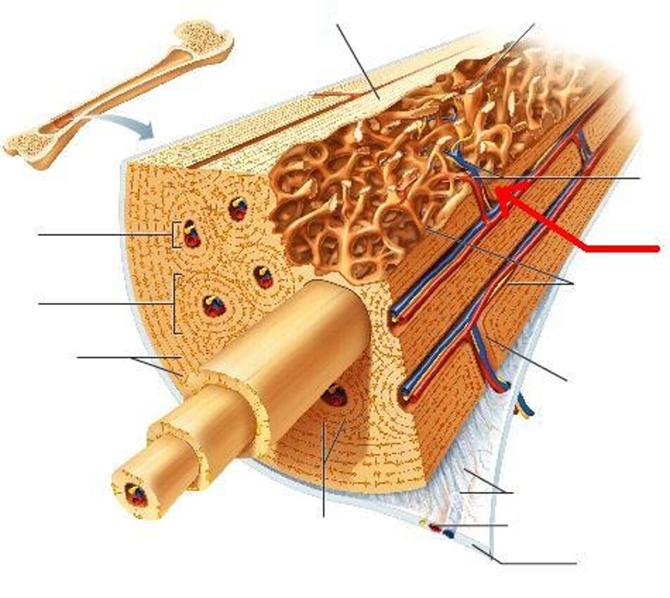 <p>At right angles to the central canal. Connects bloods vessels and nerves to the periosteum and central canal</p>