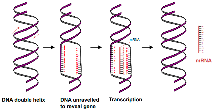 <p>copying of a segment of DNA into RNA which codes for a specific protein.</p>