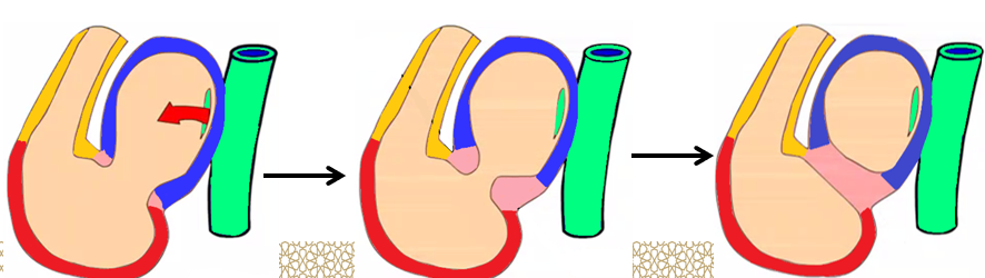 <ul><li><p><strong><mark data-color="red">endocardial atrio-ventricular cushions</mark></strong></p></li><li><p><strong><mark data-color="red">fuse, septum, right and left</mark></strong></p></li></ul>