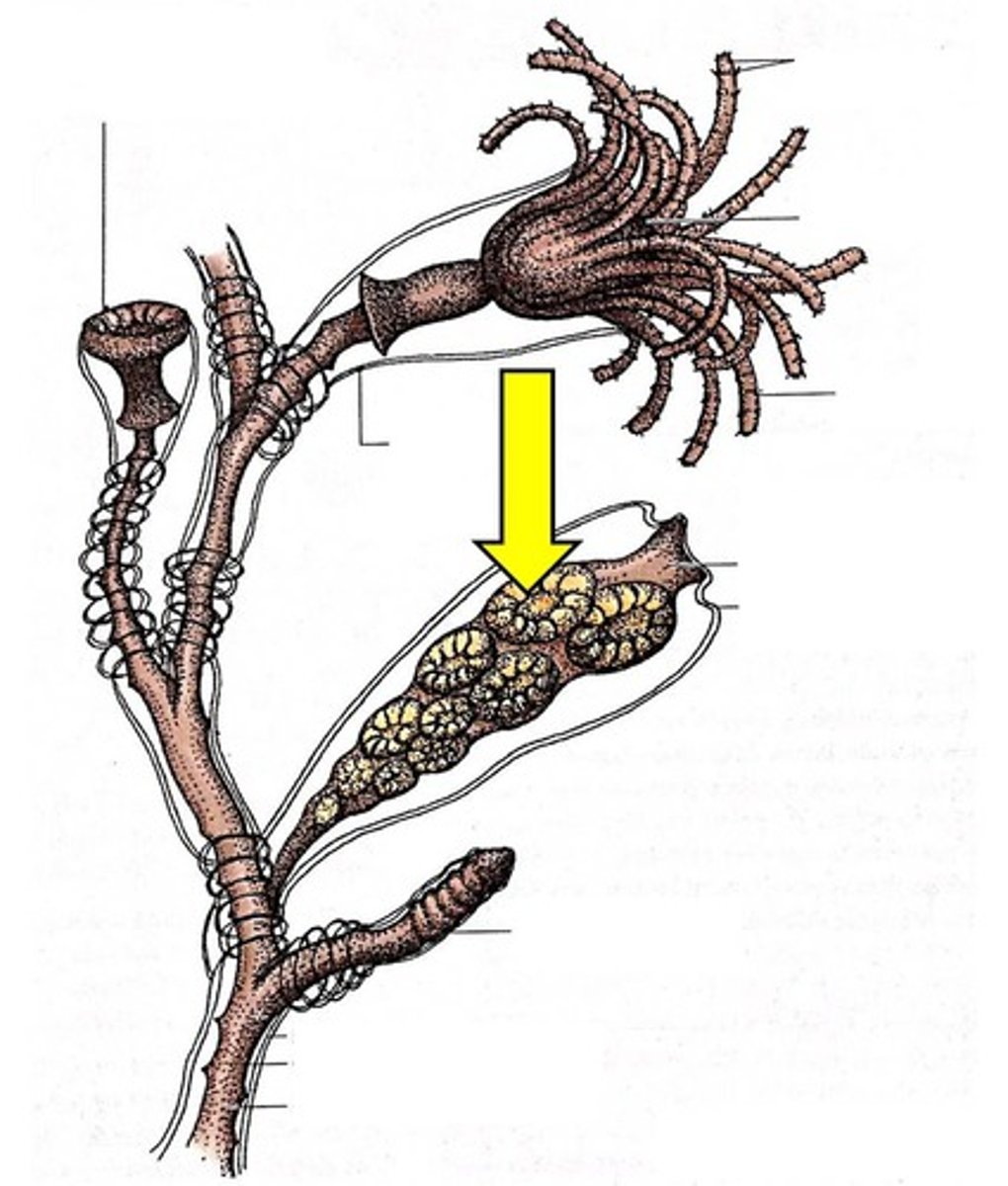 <p>What structure is being pointed to?</p>