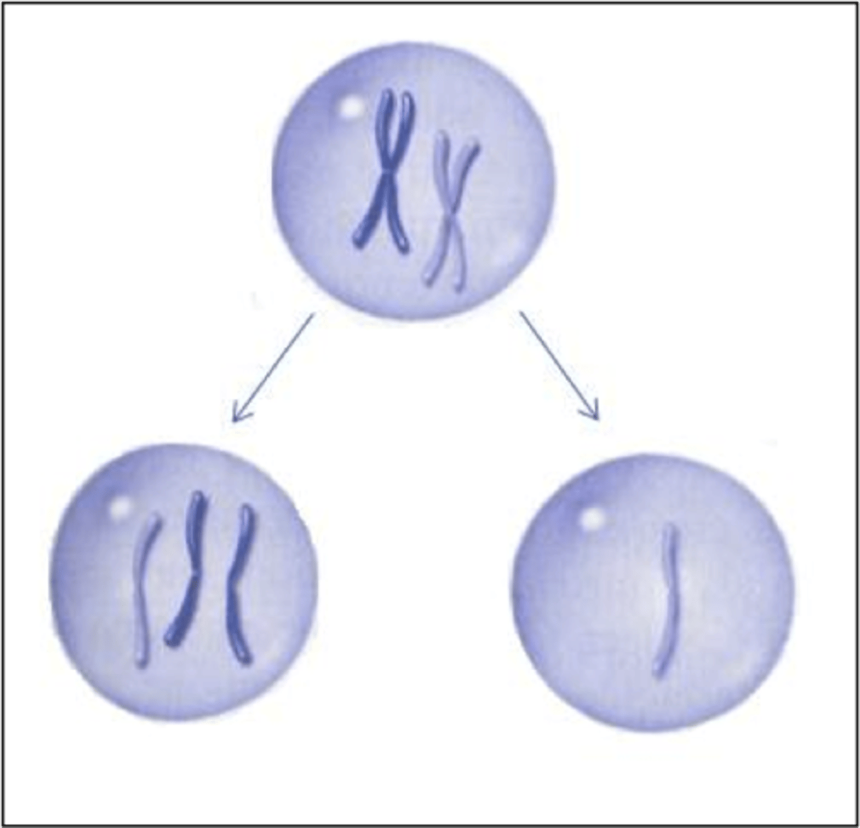 <p>chromosomes fail to separate during meiosis<br><br>(anaphase I or II)</p>