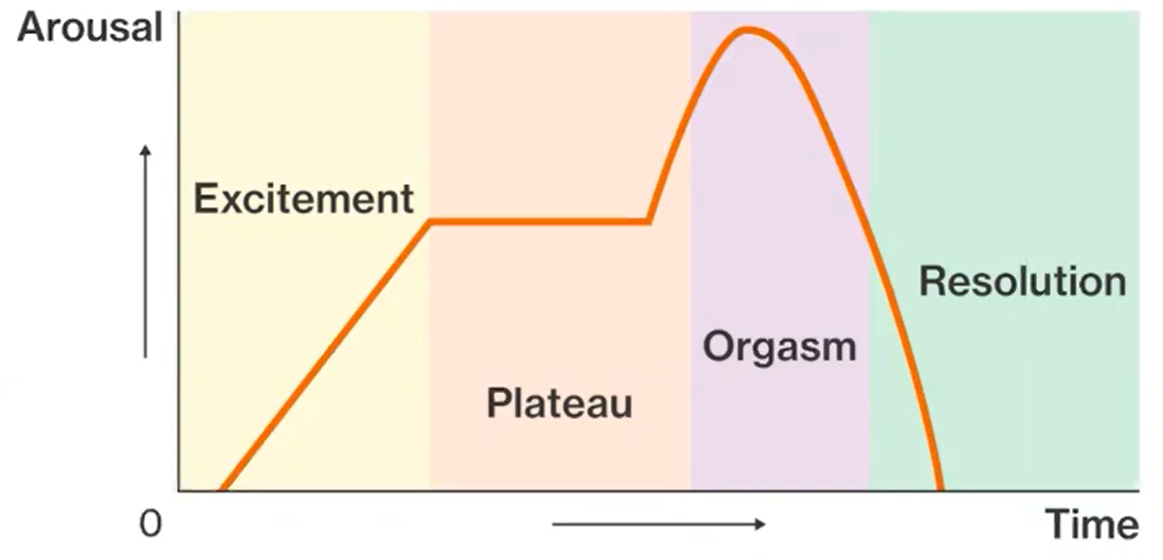 <p>First researchers to study the sexual response cycle physiologically.</p><p>Wrote about four, linear stages:</p><ol><li><p>Excitement Phase</p></li><li><p>Plateau Phase</p></li><li><p>Orgasm Phase</p></li><li><p>Resolution Phase</p></li></ol>