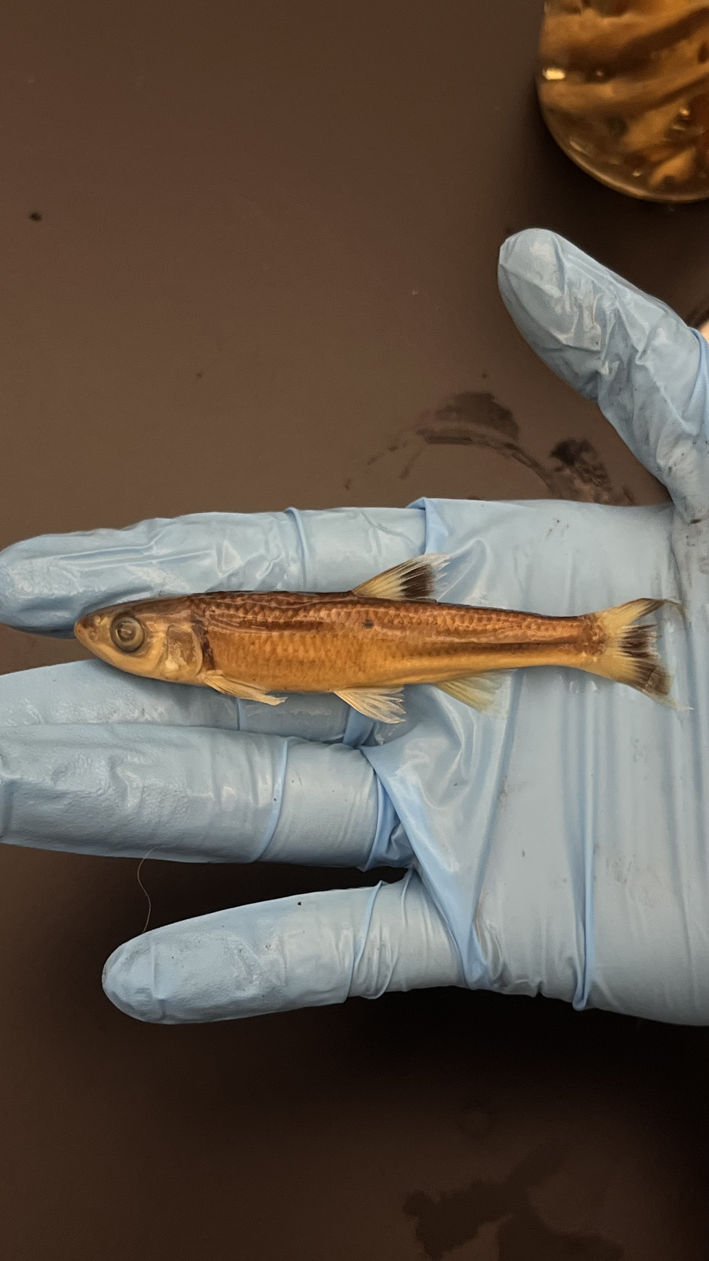 <p>Warpaint Shiner</p>