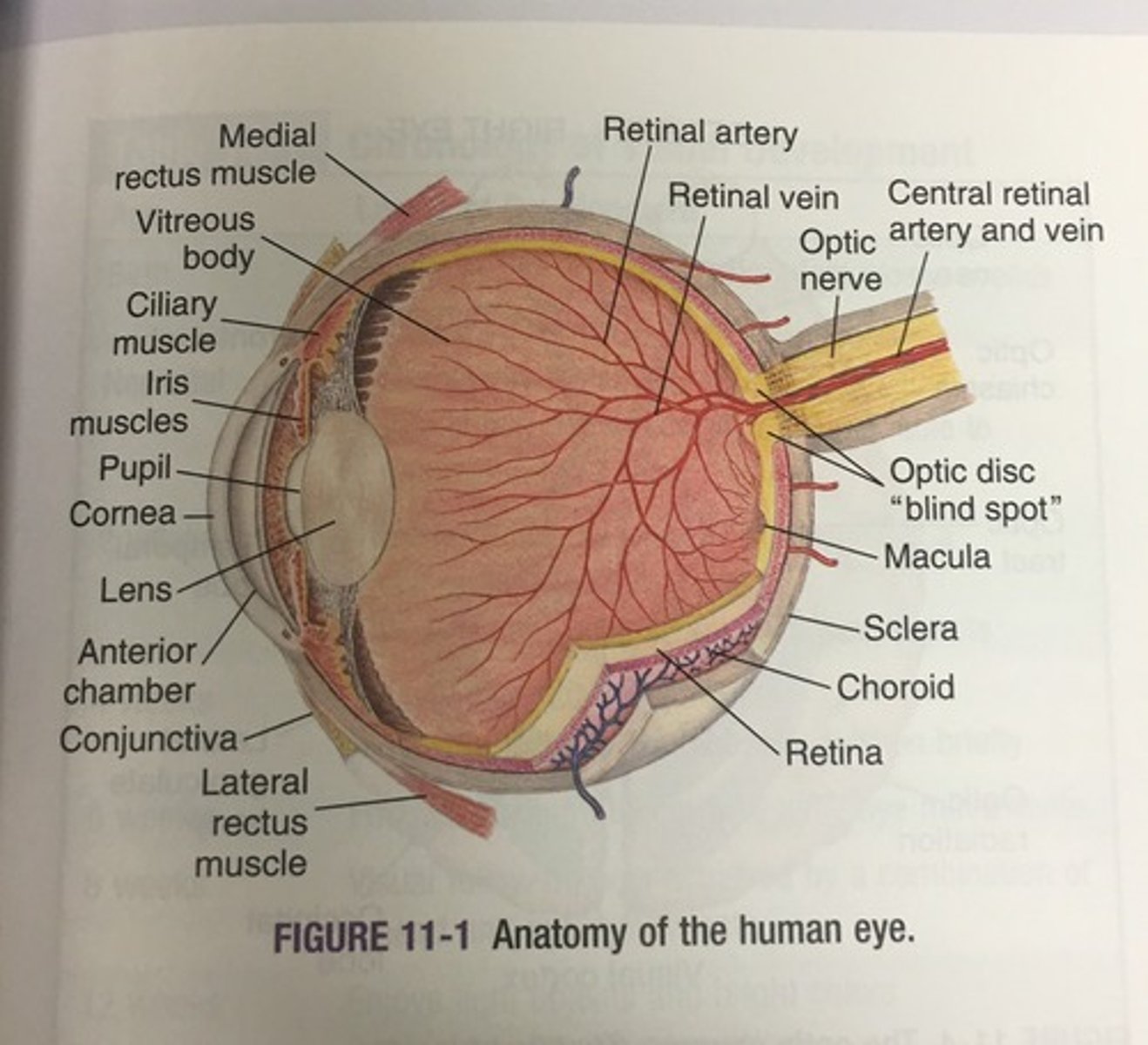 <p>Optic nerve II, the optic nerve</p>