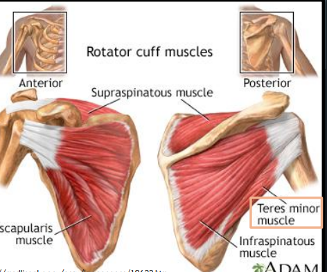 <p>Extends between the scapula and the head of the humerus</p>