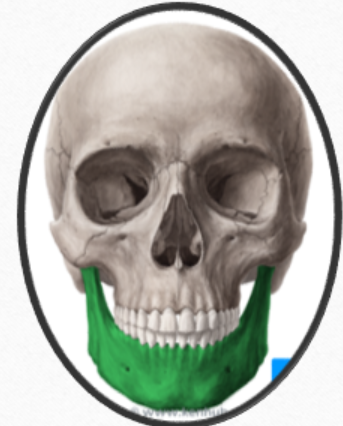 <p>Few <u>movable </u>bones of the skull<br><u>Lower Jawbone</u></p>