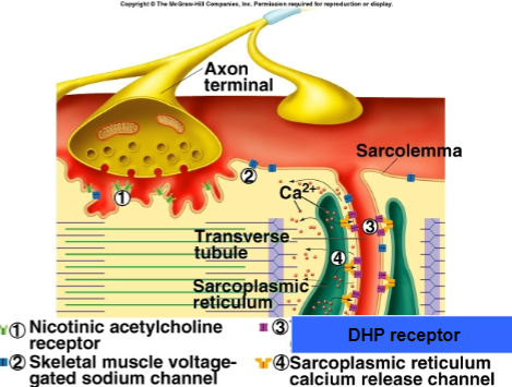 <ol><li><p>NT release</p></li><li><p>depolarization (Na+ influx) of motor end plate</p></li><li><p>voltage activation of t-tubules (DHP receptor) that results in </p></li><li><p>activation of SR Ca2+ channels (ryanodine receptor)</p></li></ol><p></p>
