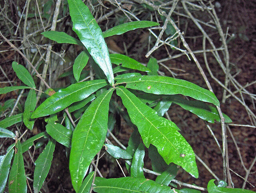 "sand" laurel oak
Fagaceae
RED OAK
Native range: SE US
Habitat: Most everywhere except extremes. Weedy & prolific tree colonizer.
Lifespan: short-lived only 100-120yrs naturally, shorter in urban sites. Susceptible to decay.
Leaf persistence: Tardily deciduous (here it will keep it leaves until new leaves, north of here loses leaves)
Bark: tight, dark grey when young, fissures shallowly as it ages
Leaves: simple, alternate, shallow lobes, juvy leaves have mucro tip, as trees mature they produce fewer lobes, narrowly elliptic, almost no lobing in mature growth, darker on top, lighter bottom, margin entire, flat leaf. Glabrous.
Fruit: Produces small, hemispherical acorns that turn dark brown when mature
Uses: sometimes used as pulp and biomass.
Tol: mod shade but grows slow in understory, mod drought, low flood, low fire, low salt. Mature trees more resistant to fire.