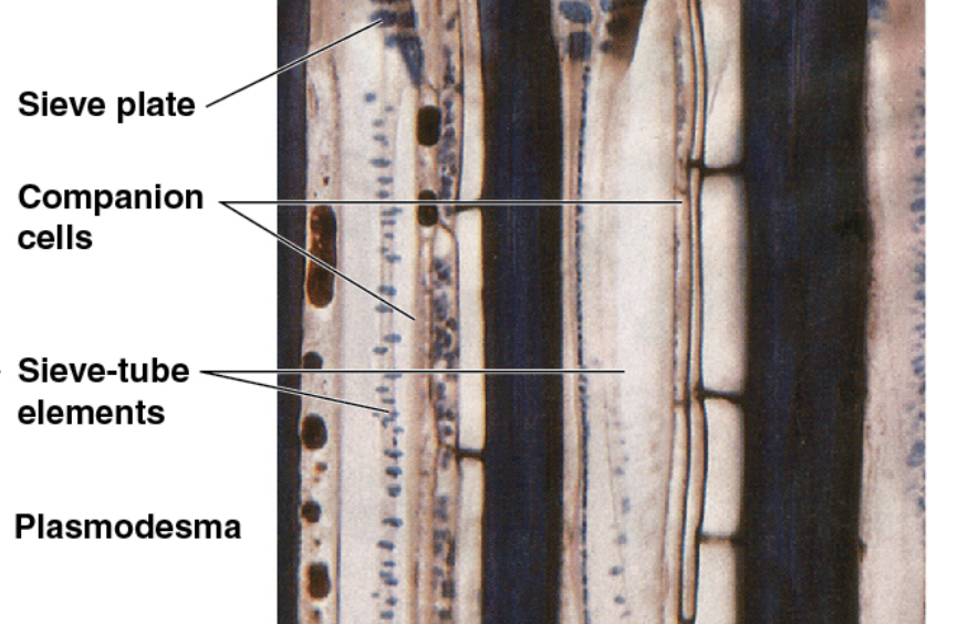 <p>Living cells that conduct photosynthate - composed of sieve tube elements connected to companion cells via plasmodesmata (companion cells do not transport photosynthate)  </p>