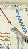 <p>Transfer of heat between animal and <strong>fluid</strong> (such as air)</p>