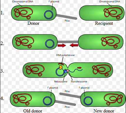 <p>Conjugation (the freaky one)</p>