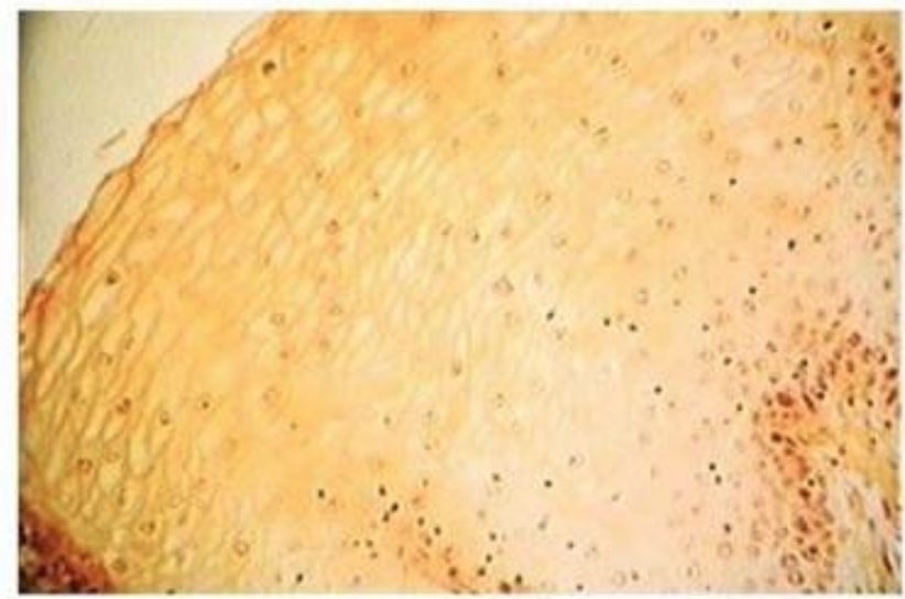 epithelial tissues Flashcards Knowt