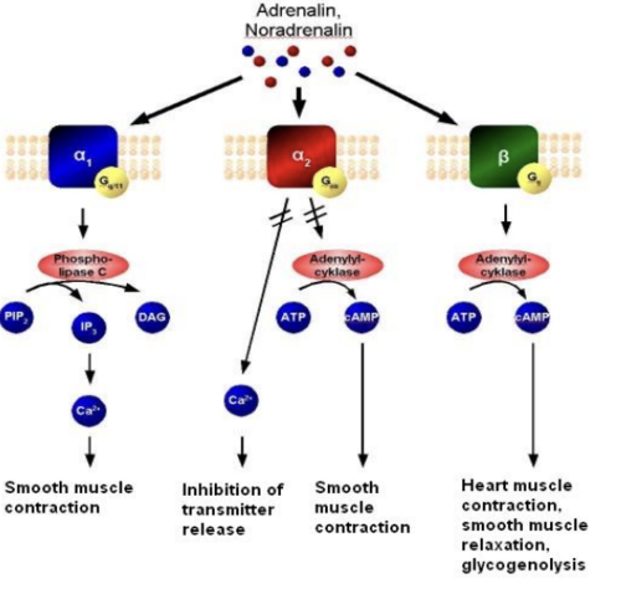 <p>β -&gt; Gs -&gt; β1, β2, β3</p><p>activation of adenylate cyclase </p>