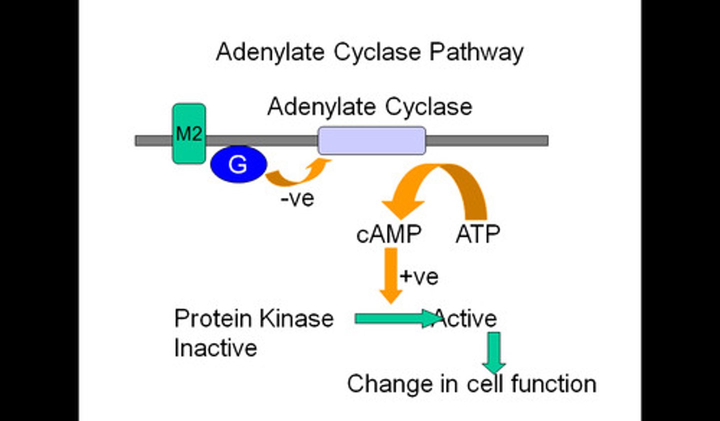 <p>ATP-> cAMP + PPi (makes cAMP)</p>