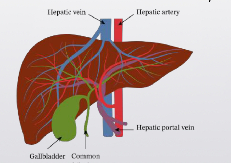 <p>Absorption in the Small Intestine</p>