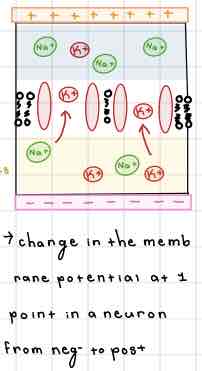 <p>This Diagram of the Internal Membrane shows ______</p>