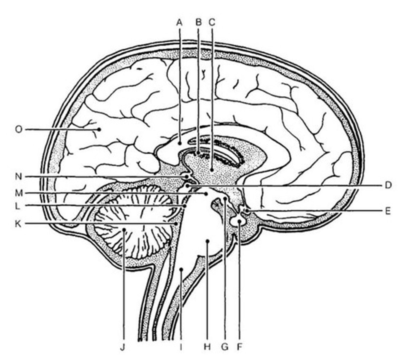 <p>Letter E</p>