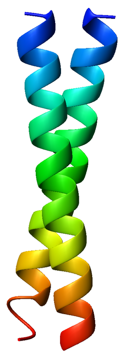 <p>Stable, rodlike protein structure formed when two or more α helices twist repeatedly around each other.</p><ul><li><p>hydrophobic side chains facing inward</p></li></ul><p></p>