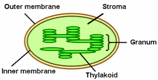 <ul><li><p>Thylakoids are membrane bound compartments or disks where the light reaction takes place.</p></li><li><p>Grana are the stacks of these thylakoid disks formed inside the chloroplast.</p></li></ul><p>This is the key difference between grana and thylakoids</p>