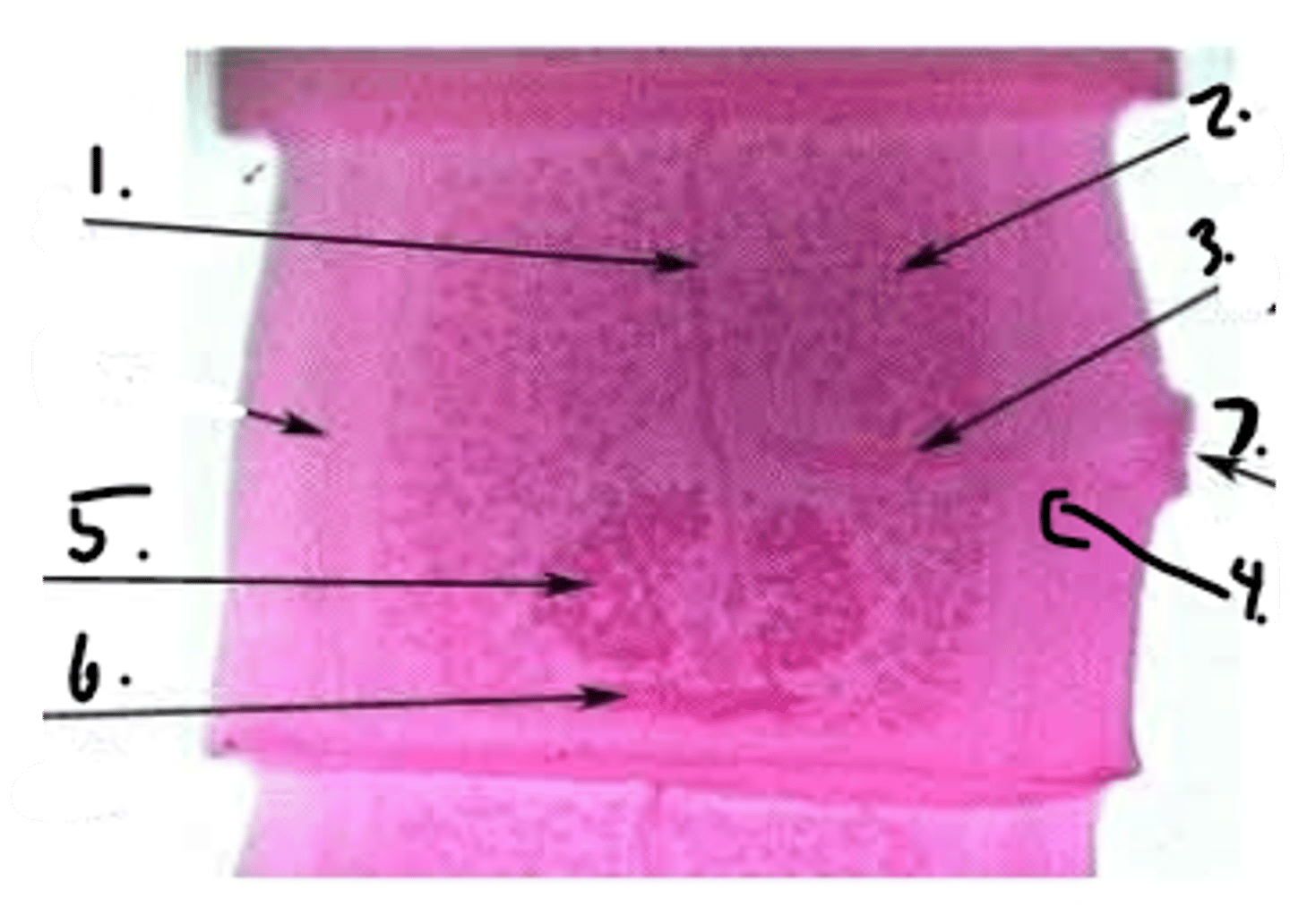 <p>Identify taxonomy and structures</p>