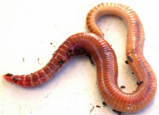 <p><strong>Annelida (Annelids)</strong></p>