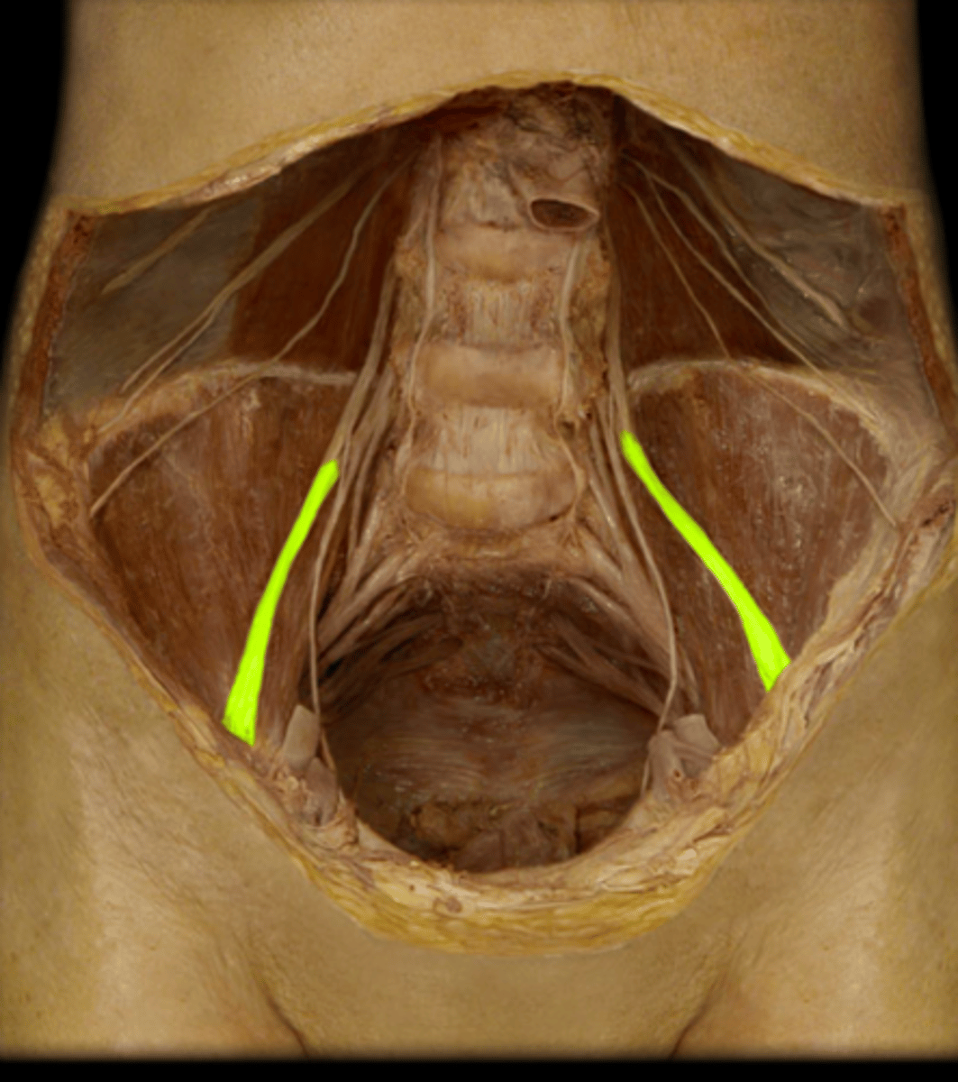 <p><em>identify the structure</em></p>