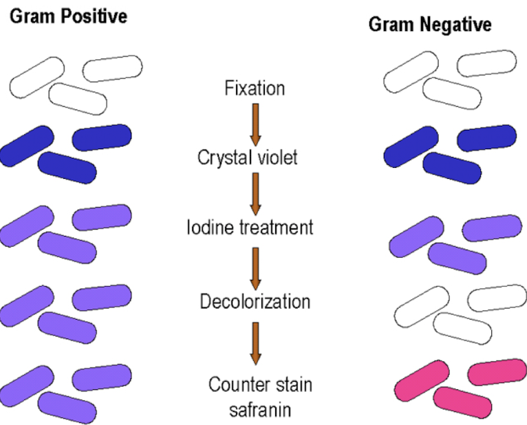 <p>The gram positive would likely appear the same as the gram negative because the crystal violet will be washed out. Both the gram positive and negative bacteria would be decolorized. The counter stain will result in all of them appearing red/pink.</p>