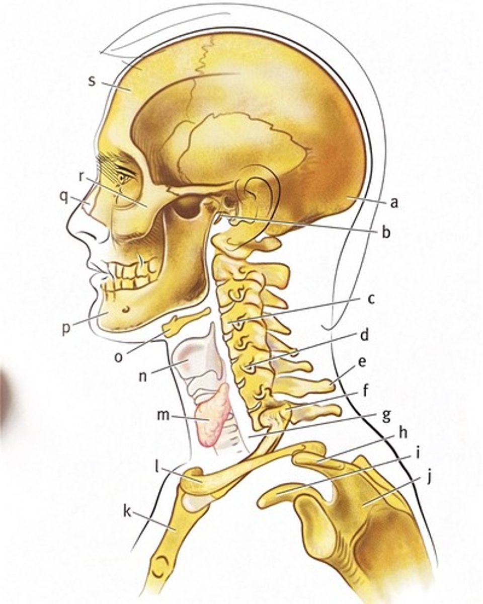 <p>What is H - acts as a protective roof over the rotator cuff, provides an anchor point for major shoulder muscles, and connects with your collarbone</p>
