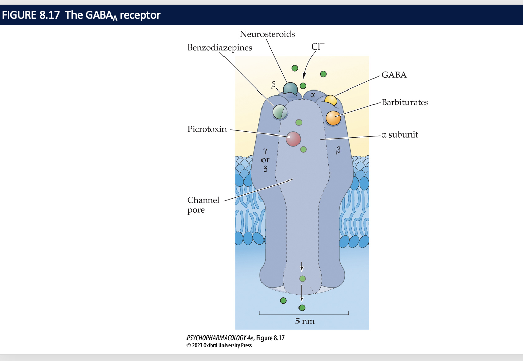 * ionotropic 
* 5 subunits 
* 2 alpha, two betas and one gamma 
* they allow CL- to move in to the cell 
* causes hyperpolarization and inhibition of the postsynaptic cell 
