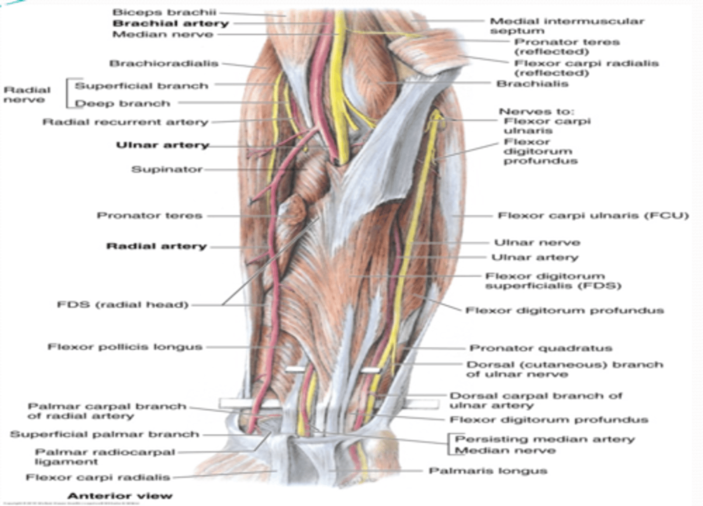 <p>Course: largest terminal branch of the brachial a. that arises opposite to the neck of the radius in the inferior part of cubital fossa -&gt; runs inferiorly lateral to the ulnar n. -&gt; and it is superficial to flexor retinaculum when it enters the hand</p>